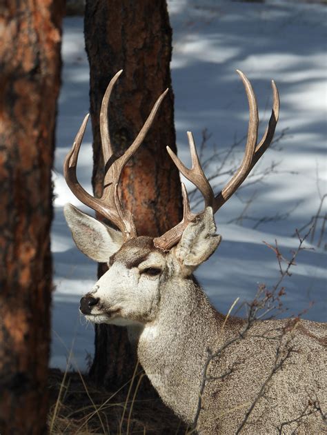 Infrastructure can protect Central Oregon's Mule Deer — Central Oregon LandWatch