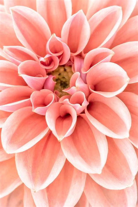 Close up of dahlia flower | Flowers photography beautiful, Macro ...