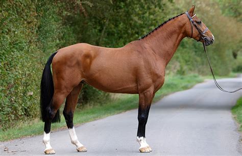 Irish Sport Horse Breed Guide by Team Horsemart | Horsemart