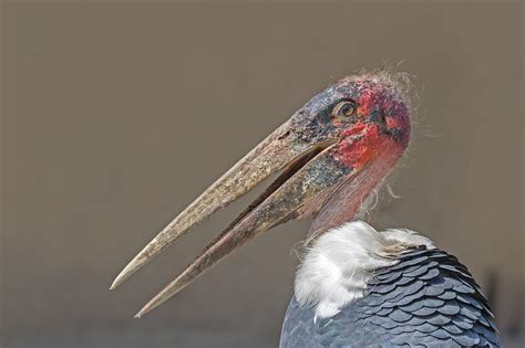 Marabou stork (Leptoptilos crumeniferus), Queen Elizabeth National Park ...