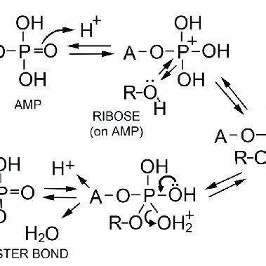 Proposed mechanism for phosphoester bond formation in a condensation... | Download Scientific ...