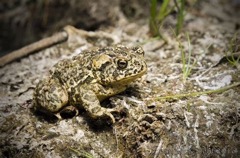 Wyoming Toad | North America's most endangered amphibian, li… | Flickr