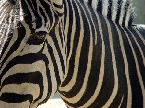 File:Darica zebra 02283.JPG - Wikimedia Commons