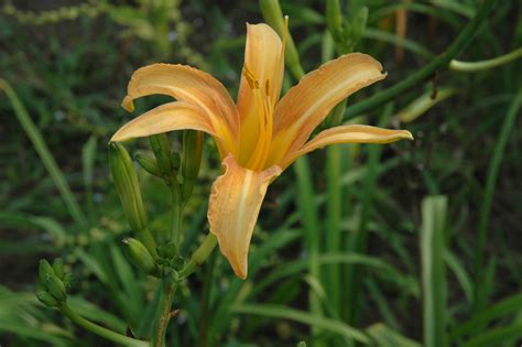 Hemerocallis species 2017