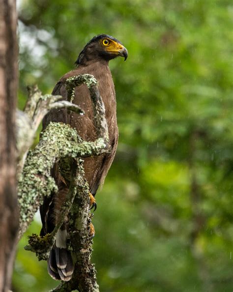 Kabini – Nagarhole National Park – Birding Jo