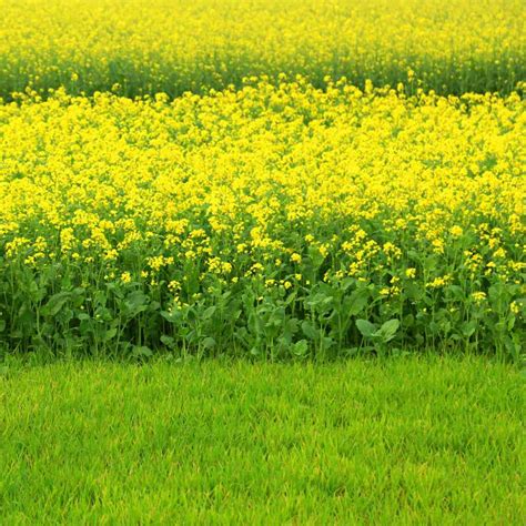 Black Mustard Seeds For Planting Indoors or Outdoors