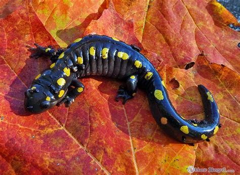 Yellow Spotted Salamander in Muskoka – Otter Boyd