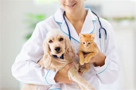 How To Choose A Vet | Cinder Rock Veterinary Clinic | Redmond Veterinarians