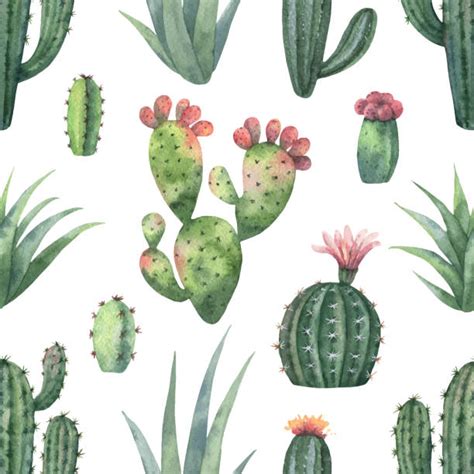 Peyote Cactus Illustrations, Royalty-Free Vector Graphics & Clip Art - iStock