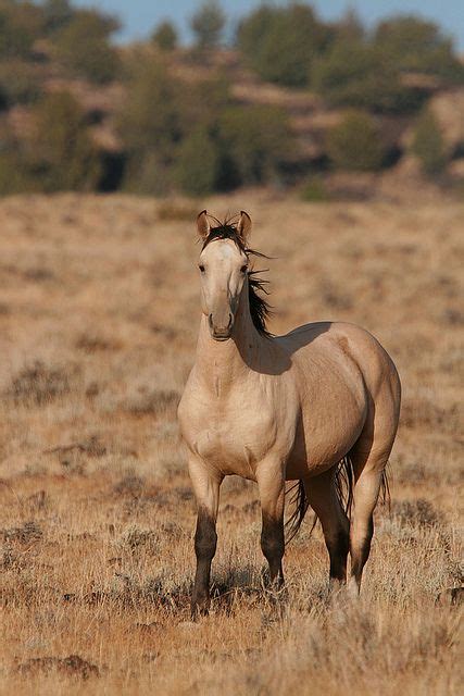 Buckskin horse | Horses, Horse love, Pretty horses