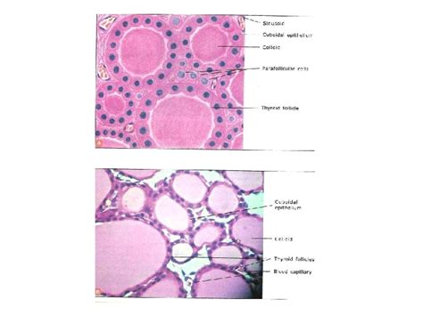 2 7 2015 Histology of the Endocrine Glands