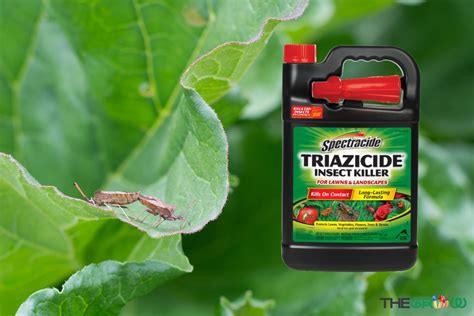 Does Triazicide Kill Chinch Bugs? (Explained) | TheGrow