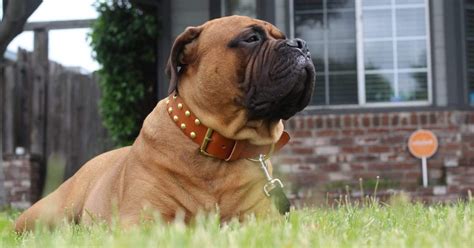 Leather Dog Collars | 17 Leather Collars to Suit Every Dog Style