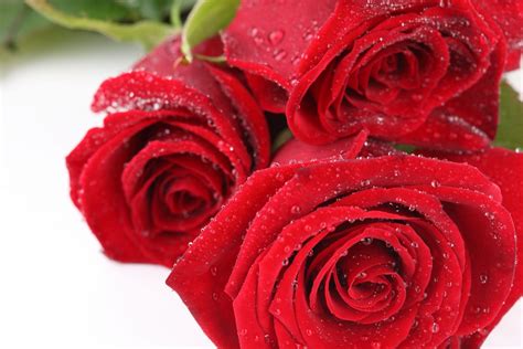 ¿Como decorar tu casa con rosas? - Regalarflores.net