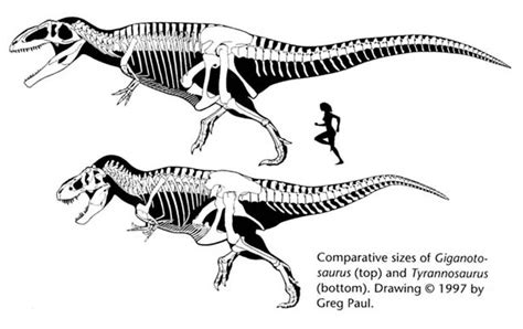 10 Cool Facts About Giganotosaurus | Paleontology World