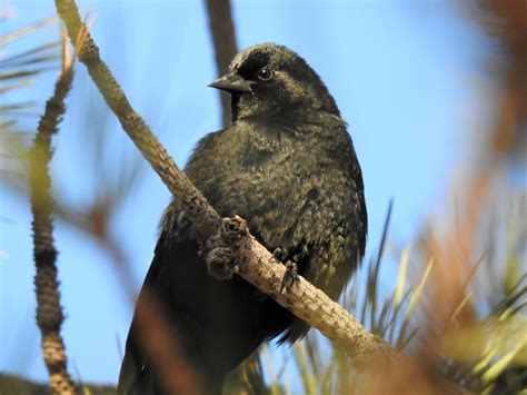 Is this the Brewer's Blackbird or some other species? - Help Me ...