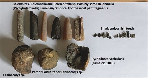 Early (Early) Maastrichtian fossils - late Cretaceous the Netherlands - Fossil Hunting Trips ...