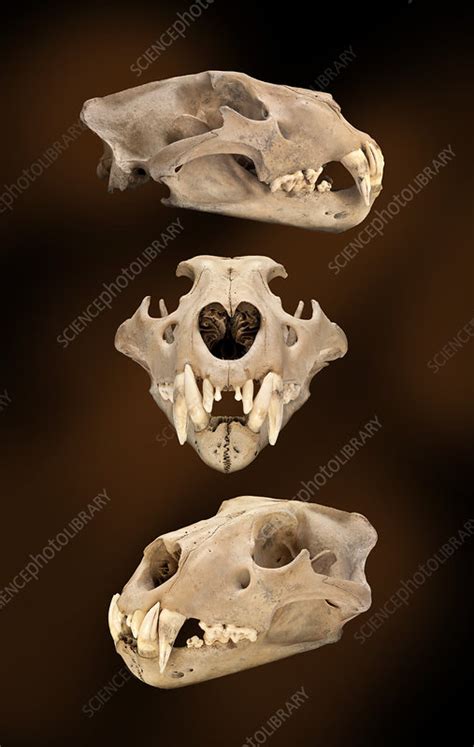 Barbary lion skull - Stock Image - C021/7732 - Science Photo Library