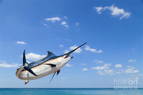 Marlin - Swordfishsailfish Saltwater Photograph by Pk.phuket Studio - Fine Art America