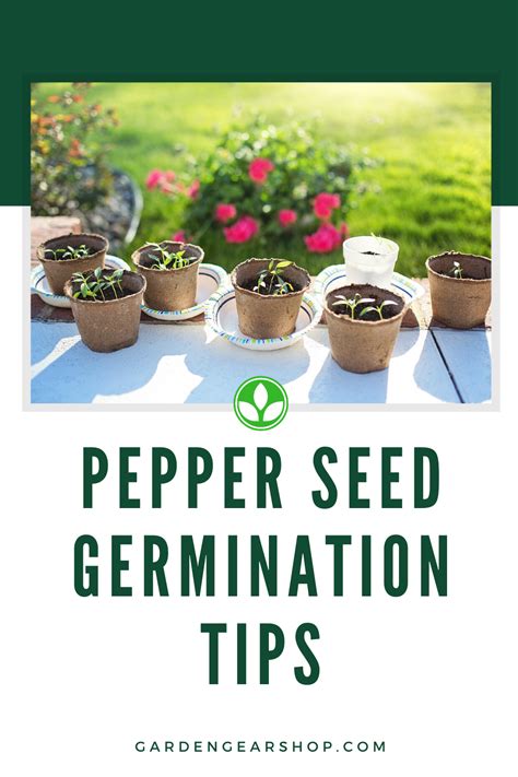 Pepper Seed Germination | Seed germination, Pepper seeds, Stuffed peppers