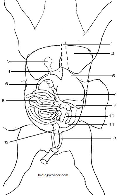 [DIAGRAM] Fetal Pig Anatomy Diagram - MYDIAGRAM.ONLINE