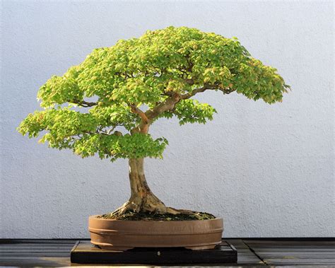 Bonsai betulla - Hobby Bonsai