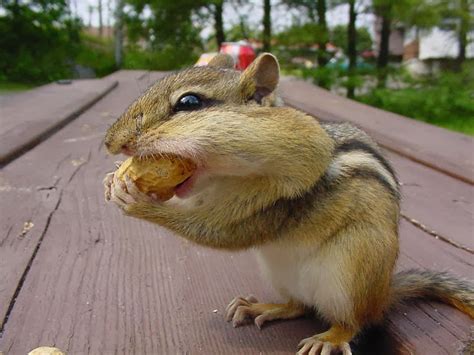 Chipmunks Animals | Facts & Latest Pictures | The Wildlife