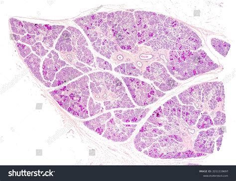 Submaxillary Gland Histology