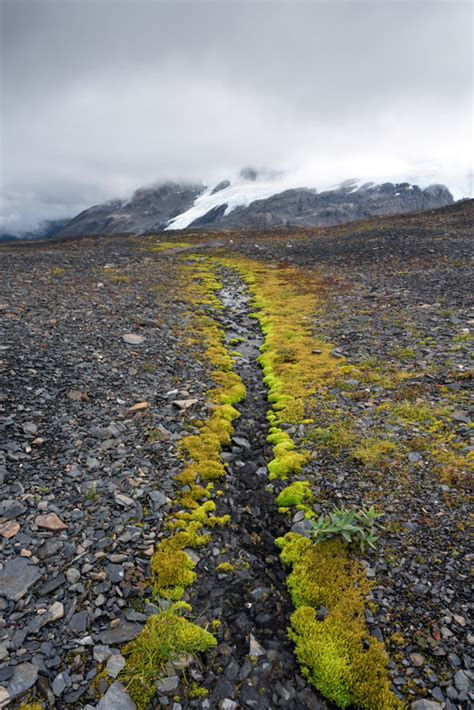 Harding Icefield Trail, Alaska pictures | Brandon Falls Photography