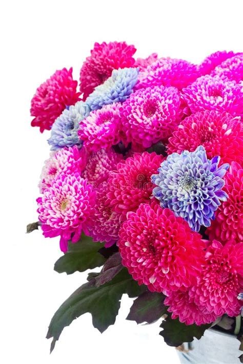 Blue chrysanthemum flowers stock photo. Image of aster - 101827018