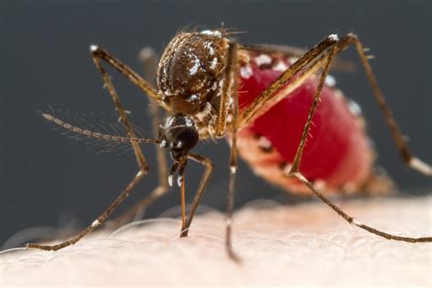 World’s Deadliest Animal: Mosquitoes’ Taste for Blood Traced to Four Types of Neurons