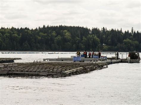 All About Geoduck: The Life of a (Delicious) Oversized Mollusk