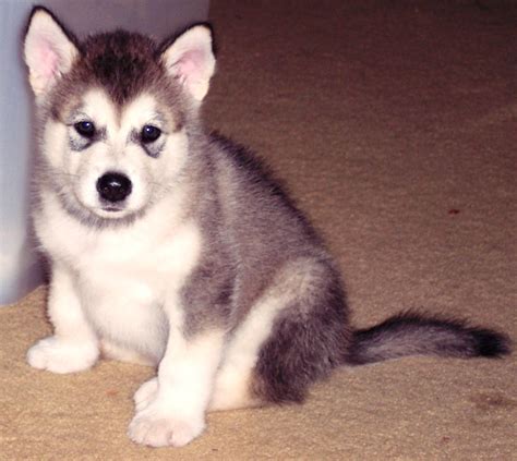 File:Malamute pup.JPG - Wikipedia, the free encyclopedia