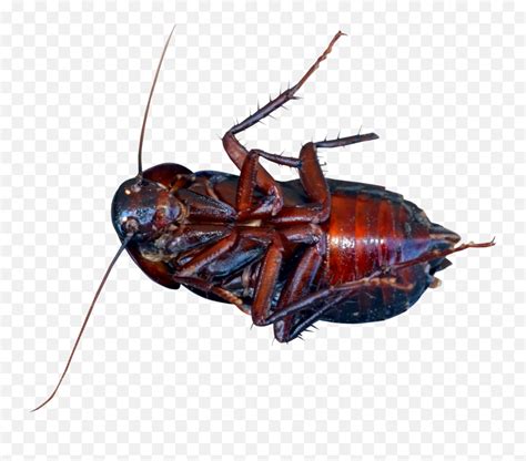 Cockroach Png Image - Cockroach Png Emoji,Cockroach Emoji - free ...