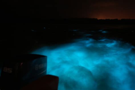 Visiting the Luminous Lagoon in Jamaica near Montego Bay - UponArriving