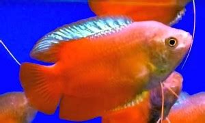 sunset dwarf gourami | Tropical Fish Keeping