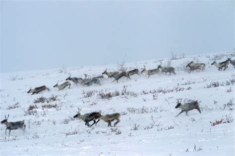 Wildlife in Alaska - All About Alaska's Wildlife | Travel Alaska