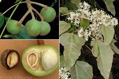 FLORA INDONESIA (Botanical Survival): Kemiri (Aleurites moluccana (L ...