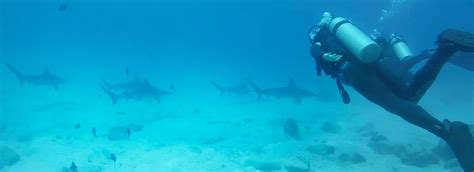 Scuba-Diving in the Galapagos Islands - Galapagos Safari Camp