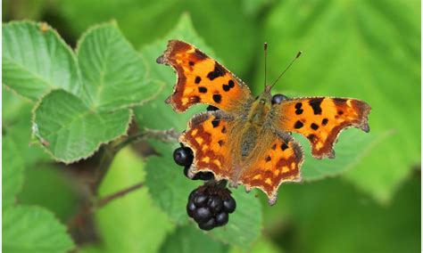 Autumn Butterflies | Butterfly Conservation