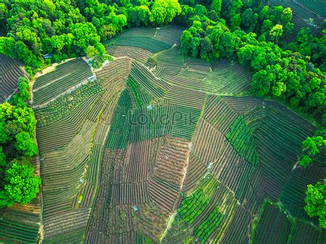 Aerial Photography Tea Garden Picture And HD Photos | Free Download On Lovepik