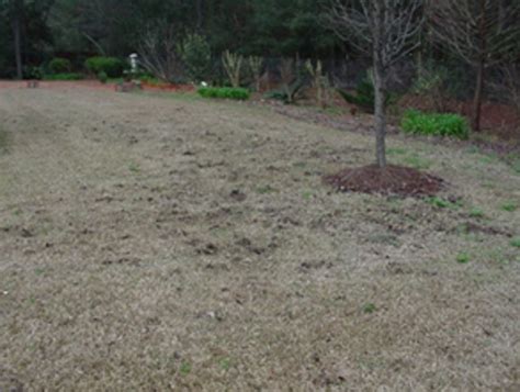 Armadillo Damage Identification | Internet Center for Wildlife Damage ...