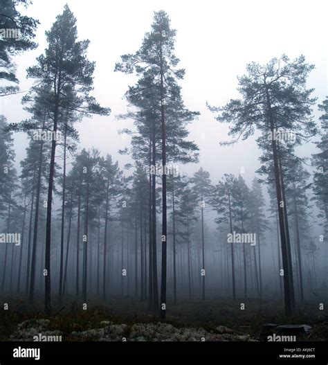 Misty pine forest Stock Photo - Alamy