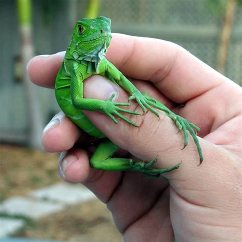 Baby iguana. | Baby iguana, Iguana pet, Green iguana