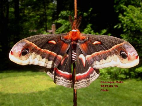 Plants Amaze Me: Cecropia Moth