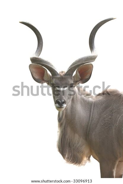 Greater Kudu Antelope Male Isolated On Stock Photo 33096913 | Shutterstock