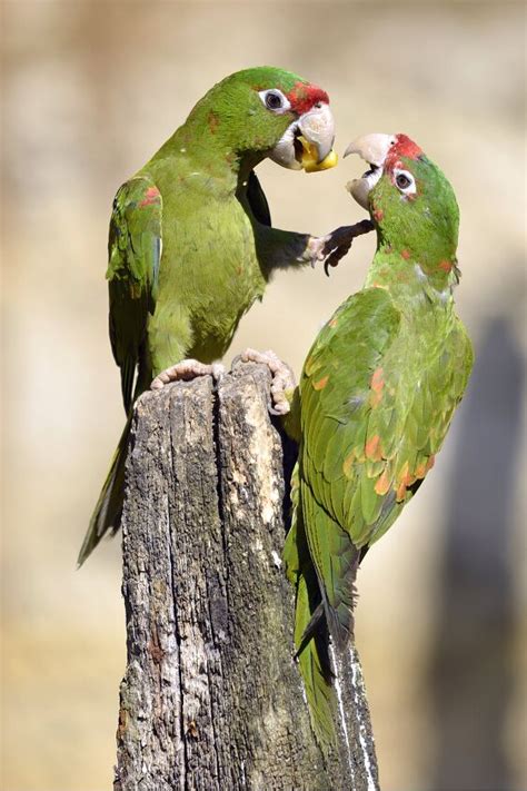 Mitred Conure Health, Personality, Colors, Habitat, and Sounds ...