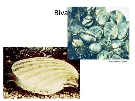 PPT - Bivalves PowerPoint Presentation, free download - ID:2826540