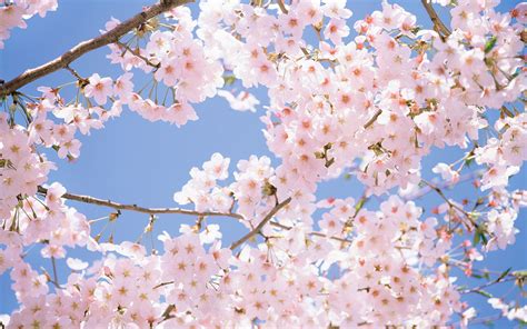 Cherry Blossom Tree Wallpapers | Pictures