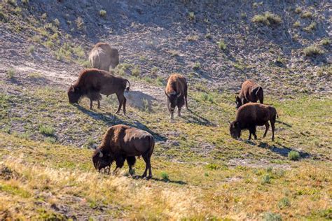 Herd of Bison Grazing in Yellowstone National Park Stock Photo - Image ...